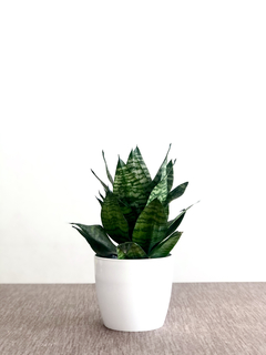 PLANTA SANSEVIERIA ENANA SOLA (SIN MACETA) - Uli Uli Deco