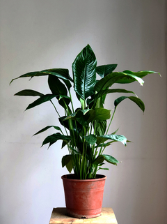 PLANTA SPATHYPHILLUM GRANDE (SIN MACETA) - comprar online