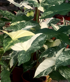 PLANTA SYNGONIUM VARIEGADA SOLA (SIN MACETA) - tienda online