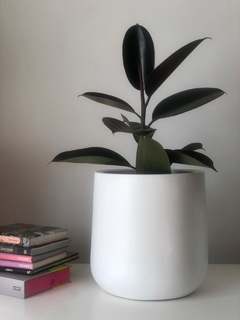 Ficus Elástica - Gomero Negro (sin maceta) - Uli Uli Deco