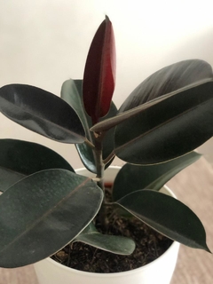 Ficus Elástica - Gomero Negro (sin maceta) - tienda online