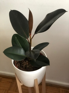 Ficus Elástica - Gomero Negro (sin maceta) - comprar online