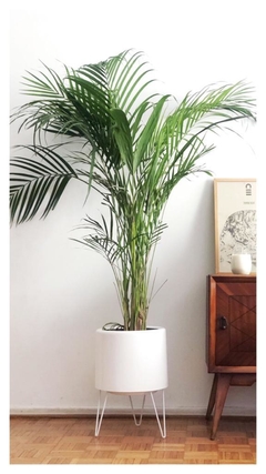 PLANTA ARECA XG SOLA (SIN MACETA)