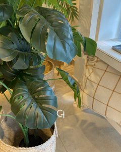 Planta Monstera - comprar online