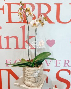 Orquídeas Phalaenopsis (Moteada) con base de obsequio - comprar online