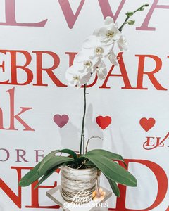 Orquídeas Phalaenopsis (Blanca) con base de obsequio
