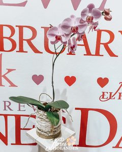 Orquídeas Phalaenopsis (Violeta) con base de obsequio - comprar online
