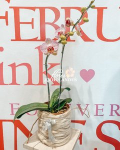 Orquídeas Phalaenopsis (Atigrada) con base de obsequio - comprar online