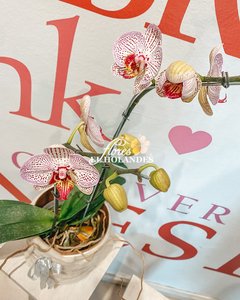 Orquídeas Phalaenopsis (Atigrada) con base de obsequio