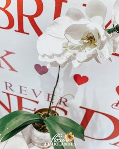 Orquídeas Phalaenopsis (Blanca) con base de obsequio - comprar online
