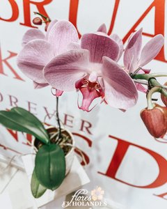Orquídeas Phalaenopsis (Violeta) con base de obsequio