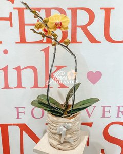 Orquídeas Phalaenopsis (Amarilla) con base de obsequio - comprar online