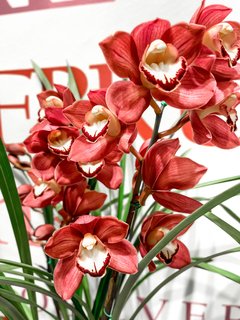 ORQUIDEA CYMBIDIUM - comprar online