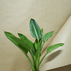 Ave do paraíso - Strelitzia Reginae - comprar online