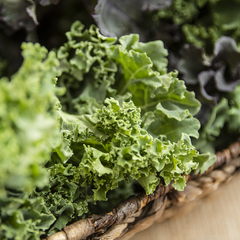 Kale rizado - comprar online