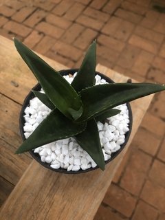 Alworthia Black gem