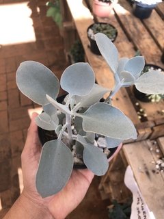 Kalanchoe bracteata