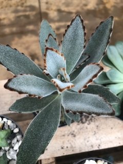 Kalanchoe tomentosa