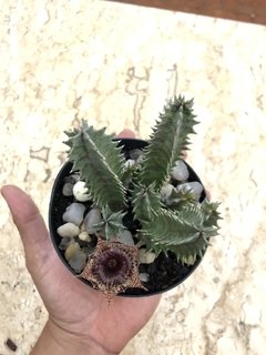 Huernia zebrinha