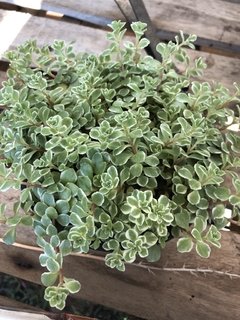 Sedum Makinoi ( variegata )