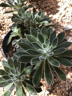 Echeveria setosa ( doris Taylor )