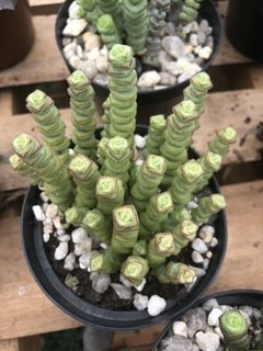 Crassula rupestris