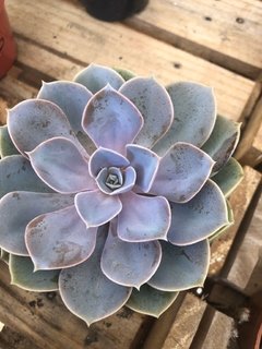 Echeveria Perle