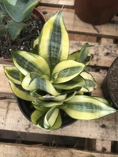 Sanseveria trifasciata