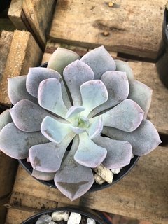 Graptoveria Debbie