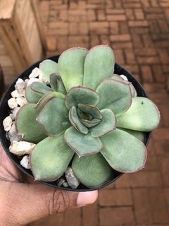 Echeveria moranii