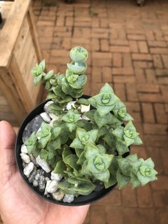 Crassula rupestris