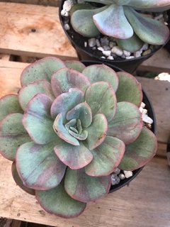 Echeveria hybrida Núbia ( Goiabinha )