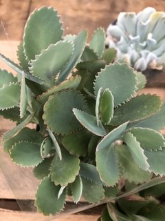 Kalanchoe longiflora