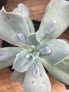 Echeveria gibbiflora ( corunculata )