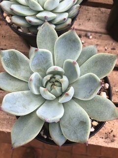 Echeveria colorata