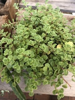 Sedum Makinoi