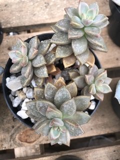 Graptosedum