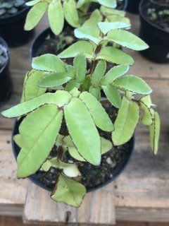 Kalanchoe prolifera