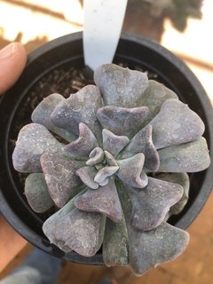 Echeveria cubic Frost