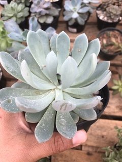 Pachyveria Scheideckeri