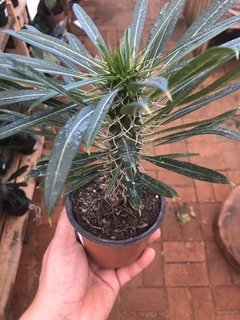 Pachypodium lamentei - Palmeira de Madagascar