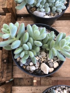 Sedum mocinianum