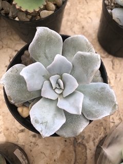 Echeveria crispate beauty