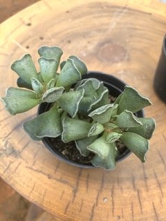 Adromischus cristatus