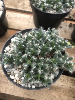 Trichodiadema densum