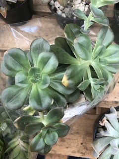 Echeveria croma