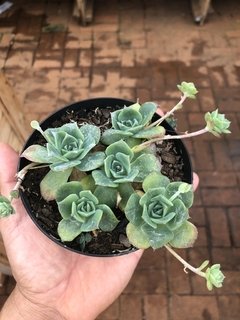 Graptoveria jadeita