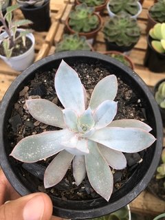 Echeveria cante