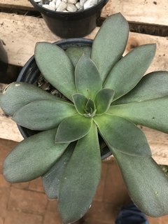 Echeveria carnicolor