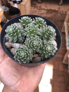 Sempervivum ciliosum